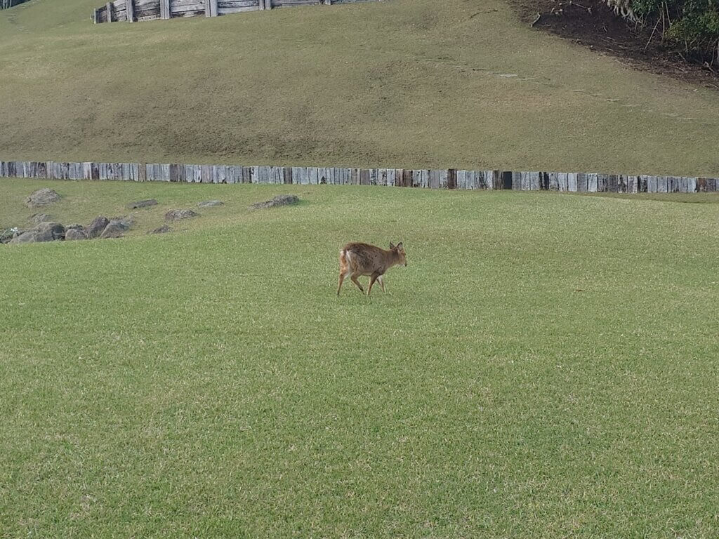 毎年恒例のキョンです。